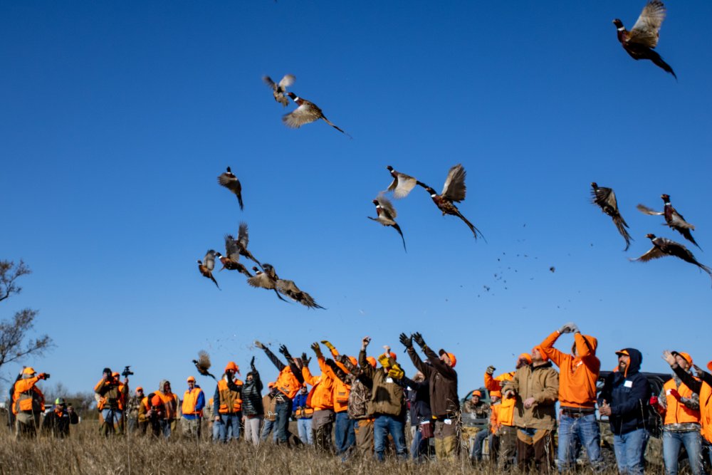 Pheasant Release